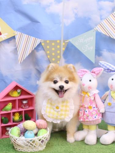 20240323モコくん